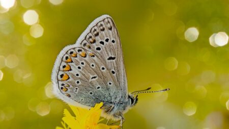 Anlaşmalı Boşanma Davalarında İstanbul Avrupa Yakası’nda Güvenilir Avukatlar